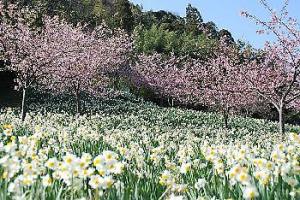 桜と水仙の写真