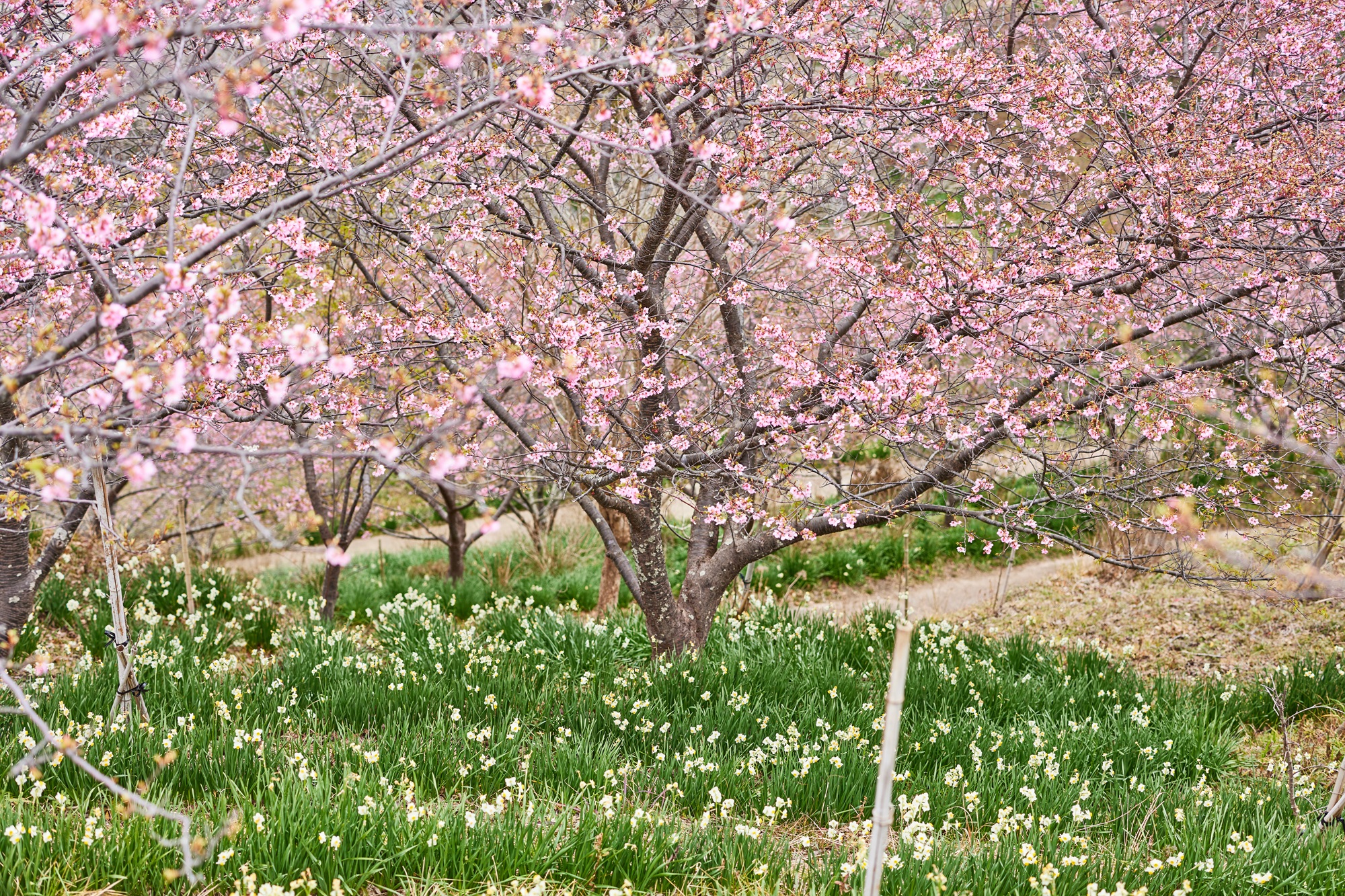 頼朝桜と日本水仙の画像