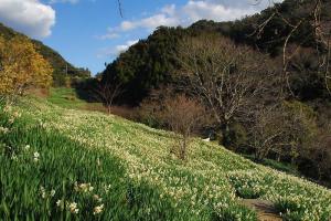 をくづれ水仙郷（をくづれすいせんきょう／OkudureArea (Narcissus））の画像