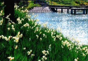 水仙と佐久間ダム