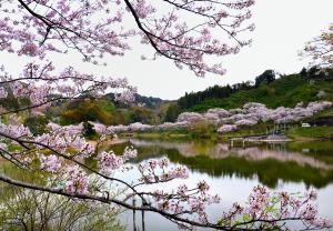 ダム湖畔は花盛り