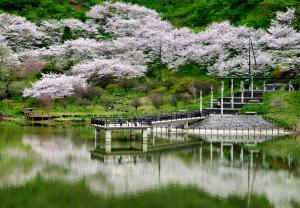 湖畔の桜