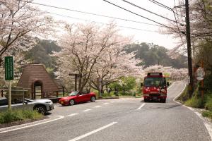 桜並木オーライ