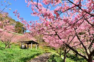 頼朝桜