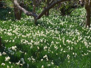 をくづれ水仙郷