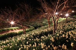 水仙のライトアップ